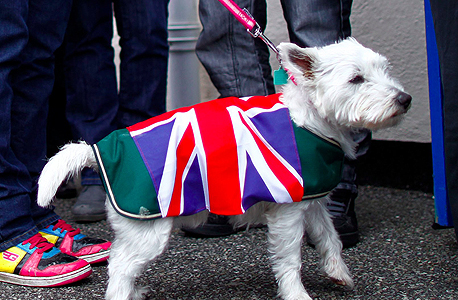 ברקזיט הצבעה כלב דגל בריטניה, צילום: רויטרס