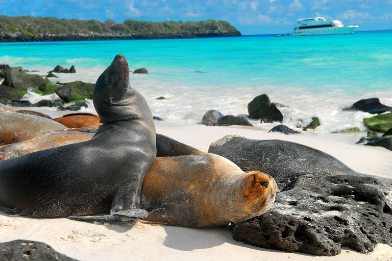 איי גלאפגוס. גם כלבי הים בסכנת הכחדה בשל שינויי מזג האוויר, צילום: pinterest