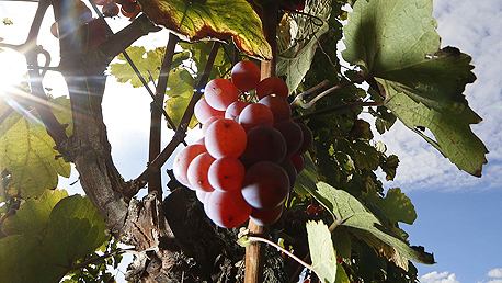 Grapevines (illustration). Photo: Reuters