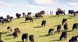 Cattle. Photo: Bloomberg