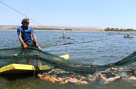 בבריכות ניר דוד. 2,000 עובדים, 27 אלף דונם בריכות, כ־16 אלף טונות דגים בשנה, אבל פילה האמנון הסיני זול במיוחד