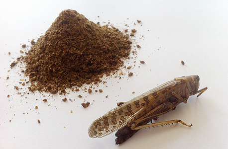 Hargol FoodTech: protein powder produced from grasshoppers