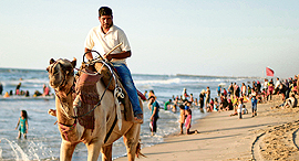 A camel on the beach. Photo: Reuters