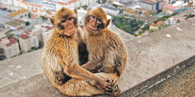 גיברלטר: קופי הנחמה