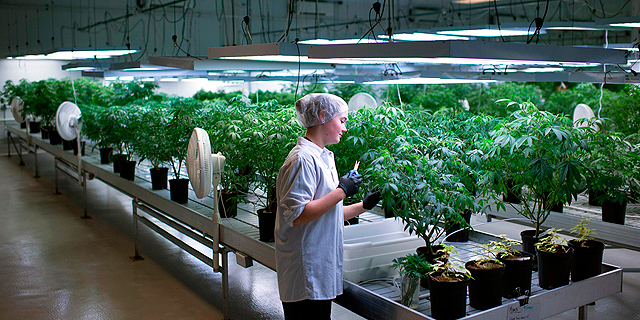 Israeli Cannabis Device Developer Kanabo to Set Up Marijuana Farm in Europe