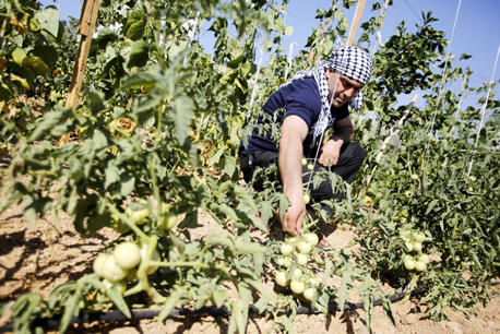 חקלאי פלסטיני מגדל עגבניות באזור חברון, צילום: אי פי איי