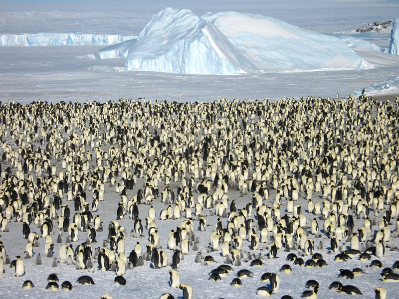 בנוסף למסע לקוטב הדרומי, החברה מציעה לאורחים גם טיסה של שעתיים למפרץ אטקה, שם מתגוררת מושבה של 6,000 פינגווינים, צילום: White Desert