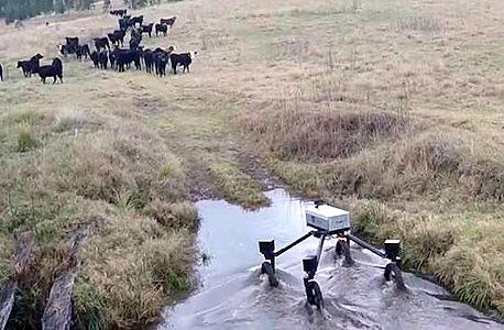 רובוט רועה פרות פותח באוסטרליה