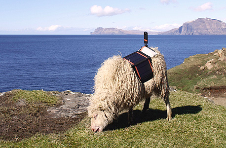 כבשים גוגל סטריט וויו איי פארו 1, צילום: google