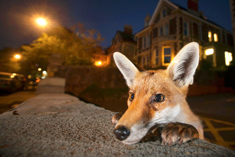 "שכן חטטן", צלם: סאם הובסון, בריטניה. הובסון הציב את המצלמה שלו על חומה בפרבר של בריסטול, שידועה כעיר השועלים בבריטניה. גור השועלים הזה הציץ מעבר לחומה, ומלבד תזוזה קטנה באוזן נותר ללא תנועה מספיק זמן כדי שניתן יהיה לצלם אותו
