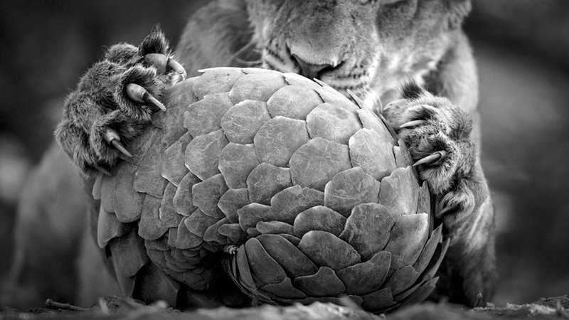 "לשחק עם פנגולין". צלם: לאנס ואן דר וייבר, ניו זילנד/דרום אפריקה. גור אריה משחק עם פנגולין, יונק אוכל נמלים מכוסה בשריון. כשהוא חש תחת איום היצור מתכרבל לכדור. כמעט בלתי מזוהה