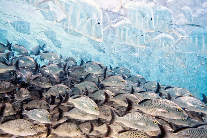 "דגים בלתי נראים". צלם: איאגו לאונרדו, ספרד. באוקיינוס הפתוח אין איפה להסתתר, אך דג לוקדאון (Lookdown fish ) הוא אמן ההסוואה. מחקרים מצאו שהוא משתמש בטסיות דם מיוחדות הממוקמות בתאי העור שלו כדי לשקף קרני אורי, כך שהוא הופך כמעט בלתי נראה לטורפים