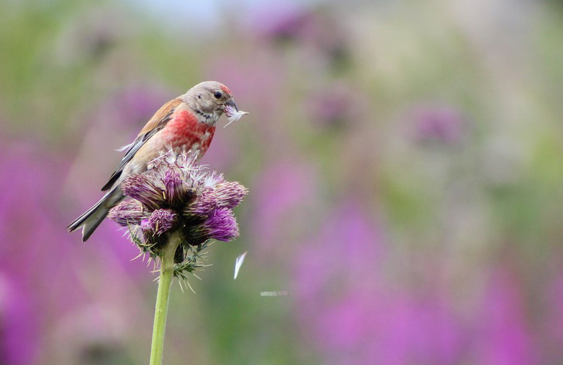 "קוטף קוצים". צלם: אייזק איילוורד, ברטניה. ציפור קטנה ניזונה מפרח בהרי רילה בבולגריה. היא משכה את עלי הכותרת הרבים אחד אחרי השני, ומצצה את הזרעים וזרקה את הפרחים 