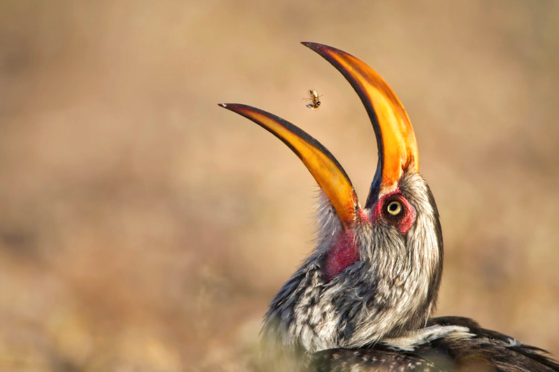 "הטלת טרמיטים". צלם: ווילם קרוגר, דרום אפריקה. בעזרת קצה המקור שלה, ציפור צהובה מסוג קלאוניים (hornbill) מעיפה לאוויר טרמיט ובולעת אותו. התמונה צולמה בפארק Kgalagadi Transfrontier Park בדרום אפריקה. הציפור בילתה קרוב לשעה בהעפת טרמיטים באוויר ובליעתם