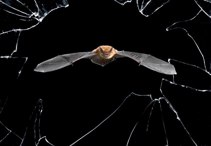 "דיוק צלול" צלם: מריו סיאה, ספרד. עטלף יוצא מהמאורה שלו בבית נטוש בסלמנקה בספרד לצייד. הצלם מיקם את המצלמה שלו כך שהיא עומדת בדיוק מול מקום היציאה של העטלף דרך חלון שבור