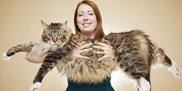 החתול הארוך ביותר: קבלו את שיאי גינס המטורפים ביותר השנה