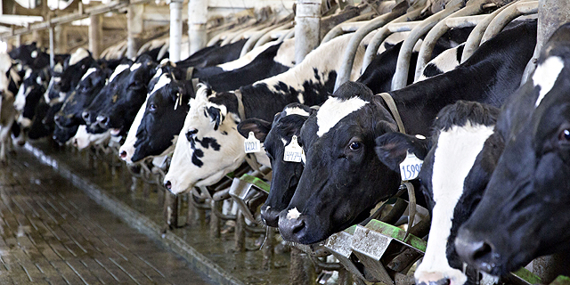 בזמן שארה&quot;ב וסין מתקוטטות, בתעשיית החלב משתפים פעולה