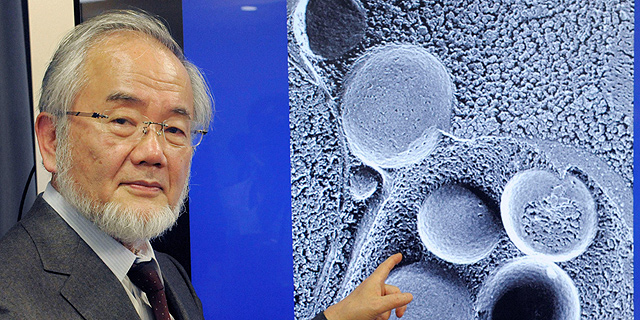 זוכה פרס נובל לרפואה 2016: מגלה מנגנון מיחזור התאים בגוף