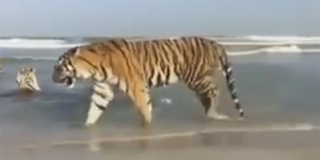 צפו בווידיאו הויראלי: 5 נמרים בחוף בדובאי‎