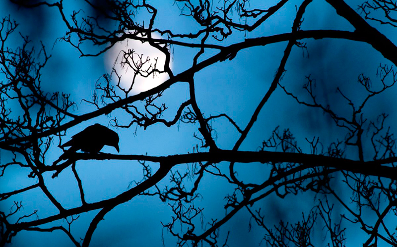 צלם הטבע הצעיר של השנה – "הירח והעורב" – גדעון נייט (Gideon Knight), בריטניה. "ענפי העץ משמשים רקע כנגד השמים המעניק לתמונה תחושה על טבעית", אומר גדעון