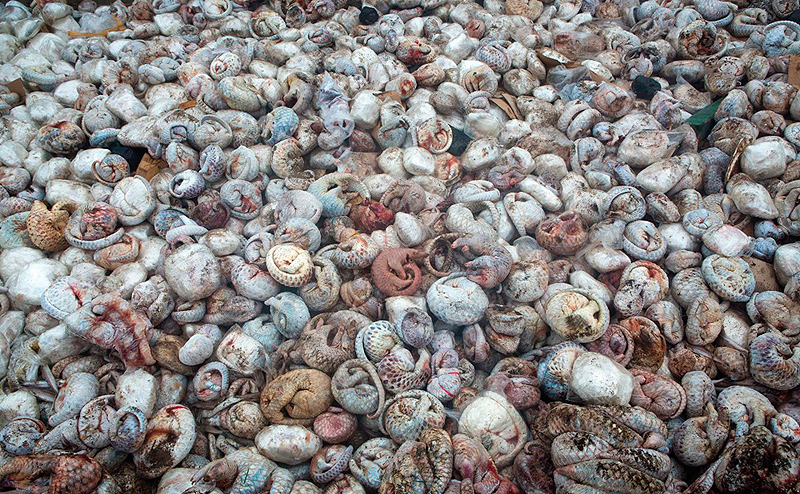 הזוכה בצילום טבע עיתונאי לתמונה בודדת – "בור הפנגולינאים", פול הילטון (Paul Hilton), בריטניה/אוסטרליה. 4,000 פינגולינאים, יונקים קטנים, במשלוח במשקל 5 טון, באחד התפיסות הגדולות אי פעם, בדרכם לשוק הבשר האקזוטי והתרופות המסורתיות בסין ובווייטנאם