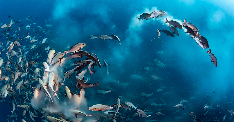 הזוכה בקטגורית הצילום התת-מימי - "מסיבת דגי סנפיר" - טוני וו (Tony Wu), ארה"ב. דגי לוטיניים, ממשפחת דגי הסנפיר, נפגשים להטלת ביצים בפלאו שבמערב האוקיינוס השקט