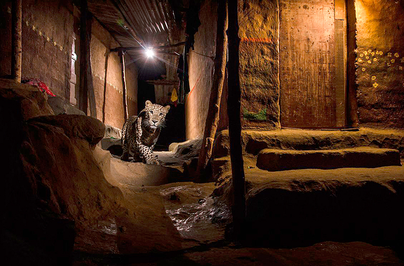 הזוכה בקטגורית הצילום האורבני – "חתול רחוב", ניאן קאנולקאר (Nayan Khanolkar), הודו. בפרבר של מומבאי הפנתרים חומקים בין הסמטאות הסבוכות כמו צללים שקטים