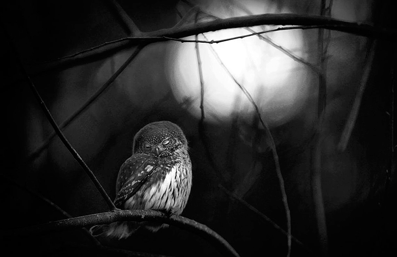 הזוכה בקטגורית צילום בשחור-לבן – "רקוויאם לינשוף", מאטס אנדרסון (Mats Andersson), שבדיה. ינשופים ננסיים אירופאיים מגיעים בקושי לאורך של 18 ס"מ