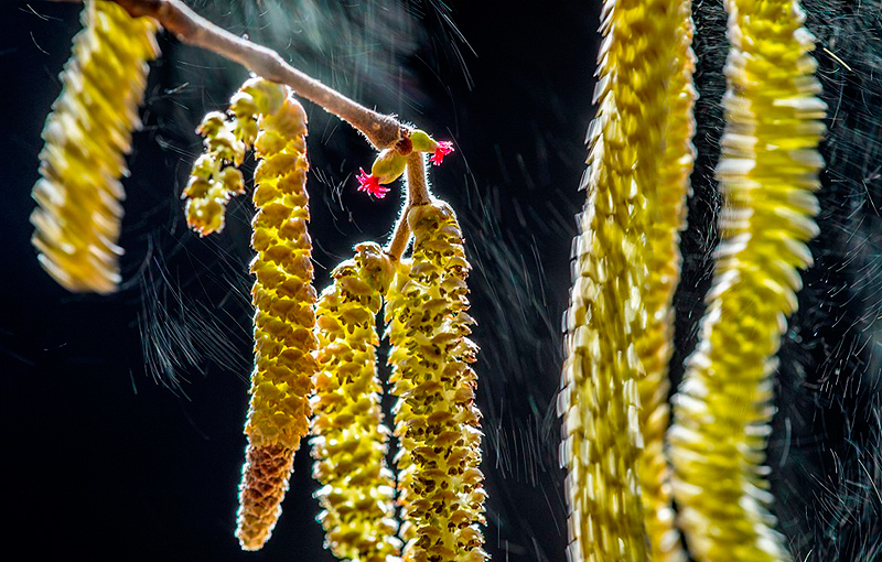 הזוכה בקטגוריית צמחים ופטריות – "קומפוזיציית רוח", ואלטיר בינוטו (Valter Binotto), איטליה. בכל משב רוח, פרחי עץ הלוז משחררים מטר של אבקת פרחים זהובה