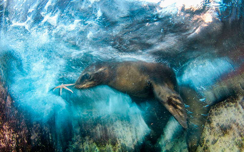הזוכה בקטגוריית רשמים – "שחקן כוכבים", לואיס חווייר סנדובל (Luis Javier Sandoval), מקסיקו – אריות ים צעירים משתובבים ומפתחים כישורי ציד. אחד מהם משליך כוכב ים לעבר הצלם