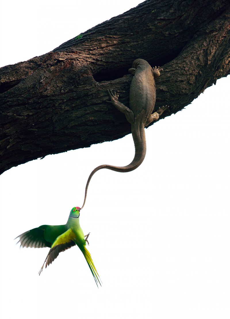 הזוכה בקטגוריית ציפורים – "ניסיון פינוי", גאנש שנקר (Ganesh Shankar), הודו – דררות ירוקות אלו שבים לקיניהם אולם מגלים שבהעדרם לטאת כוח בנגלית פלשה לביתם