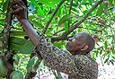פועל קקאו בחוף השנהב, צילום: בלומברג