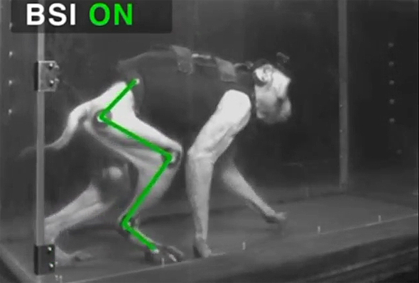 מעקף אלקטרוני בעמוד השדרה מאפשר לקוף משותק לחזור וללכת, צילום: רויטרס