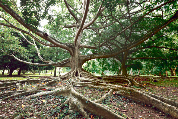 חורש טרופי בסרי לנקה. "עצים הם מאוד חברתיים, יש להם משפחות וקהילות"