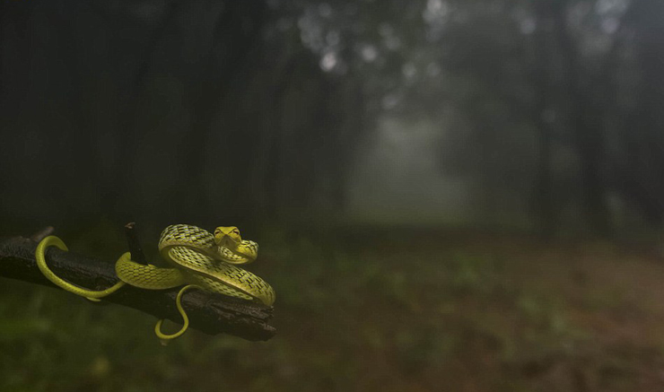 המקום הראשון בפורטרטים של חיות. נחש ביער "מעורפל", צילום:  Varun Aditya 
