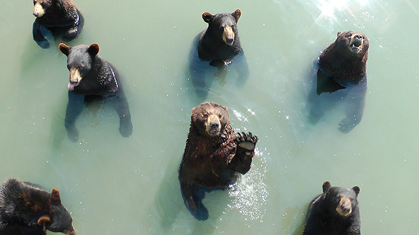 דובים בטורונטו, צילום: קרן גלר