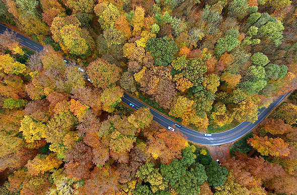 יער בגרמניה, צילום: גטי אימג