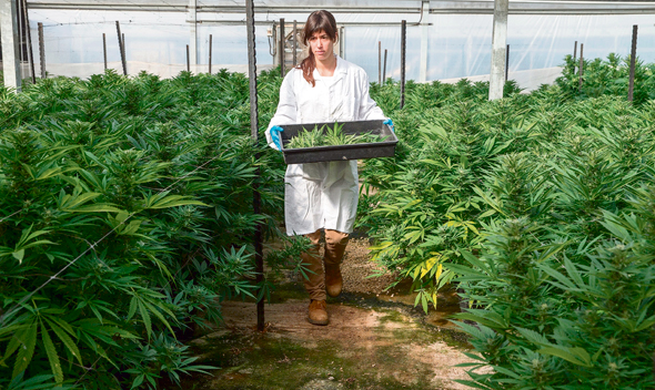 An Israeli Cannabis farm. Photo: Miram Oren