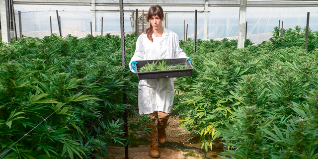Israeli Cannabis Company to Set Up Foreign Farms, Expects First Harvest in 2019