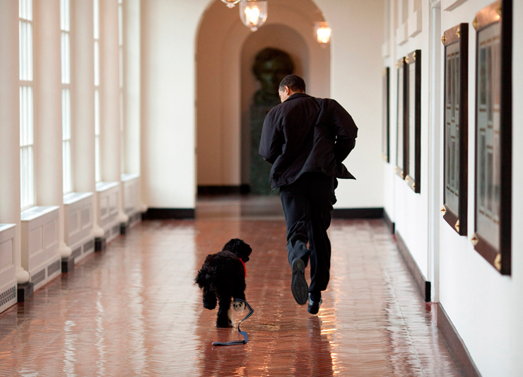אפריל 2009. הנשיא רץ במסדרונות הבית הלבן עם בו, הכלב שהעניק הסנטור טד קנדי במתנה לבנות הנשיא סשה ומליה , צילום: Pete Souza / The White House