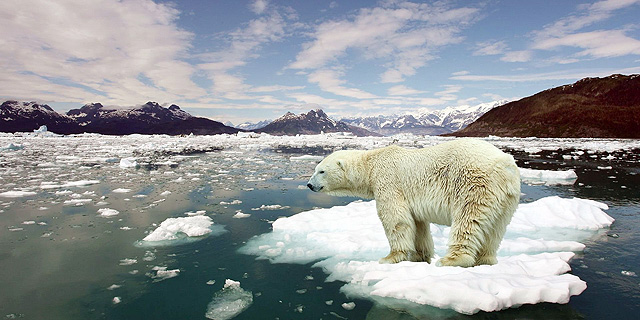 תיפרדו מדובי הקוטב: עלולים להיכחד עד סוף המאה הנוכחית