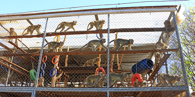 קופים בחוות מזור , צילום: דנה קופל