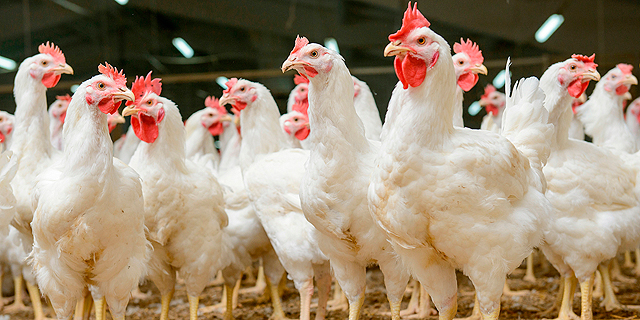 סין תעבור את שנת התרנגול בצל מחסור חריג בעופות