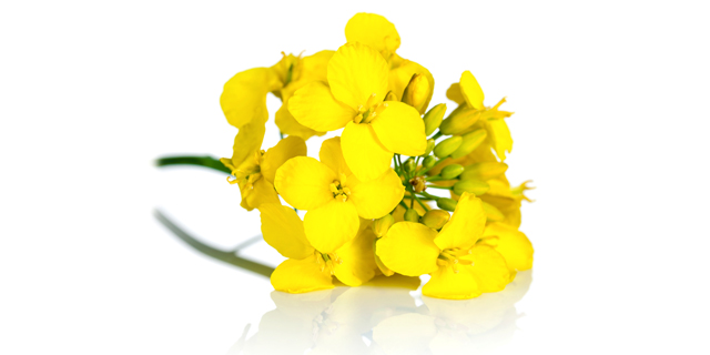הפרח הצהוב