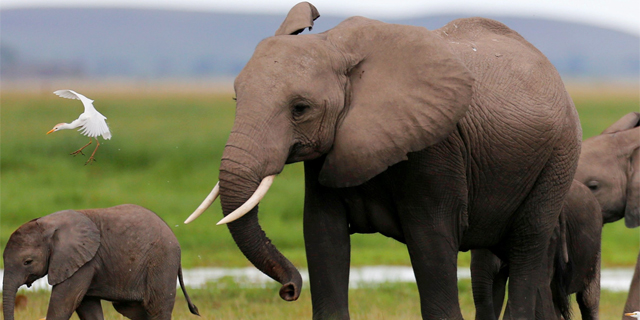 בוטסואנה מכרה היתרים לציד פילים תמורת 43 אלף דולר לראש