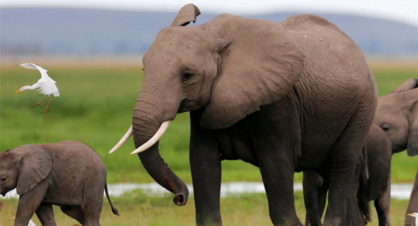 אוכלוסיית הפילים ב-110 אלף בעשור האחרון