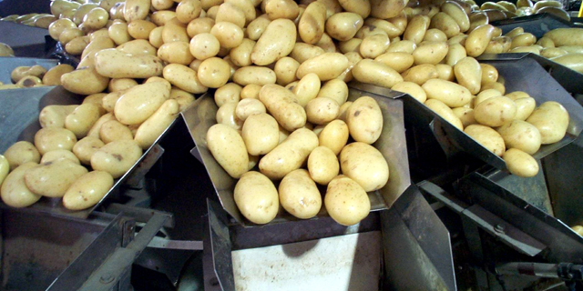 פפסיקו תובעת חקלאים הודים - בגלל תפוחי אדמה