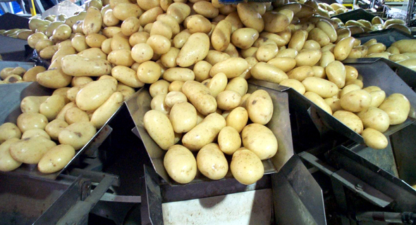 תפוחי אדמה, צילום: יחצ