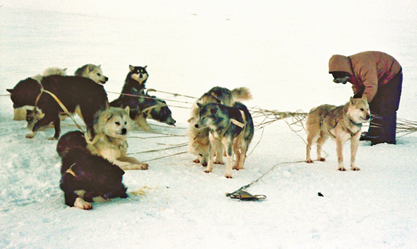אינואיט עם כלביו באי איגלואיק; גם הנווטים הטובים בעולם מתחילים להשתמש ב־GPS ומאבדים מכישוריהם