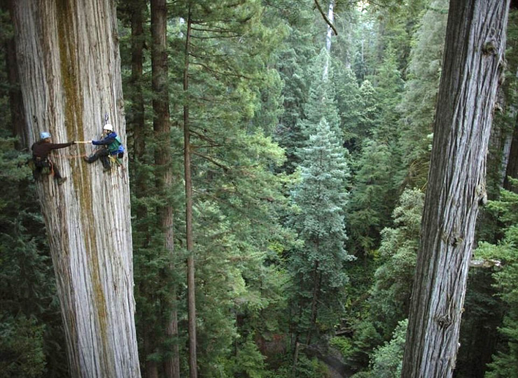 שניים מטפסים על עץ סקויה בן 750 שנה בקליפורניה - ולפחות במקרה זה הם חובשים קסדות